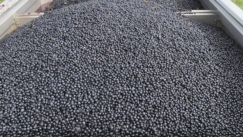 Grape weighting sensor